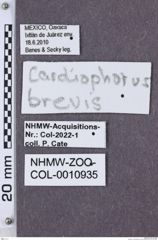 Etikette zu Cardiophorus brevis (NHMW-ZOO-COL-0010935)